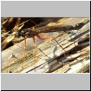 Dolichomitus sp - Schlupfwespe 05 32mm - OS-Hasbergen-Holzlagerplatz.jpg